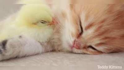 Smol kitten with baby chick