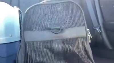 Credit to u/Plurbee_ for the original video.