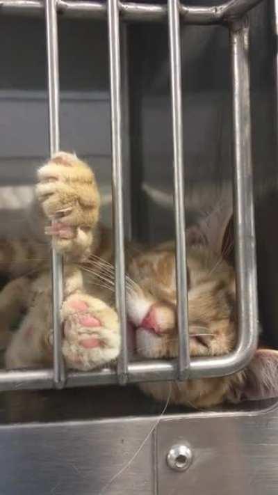 Humperdink Wants Pets Solo kitten Who’s Adoptable From My Local Shelter in MN.