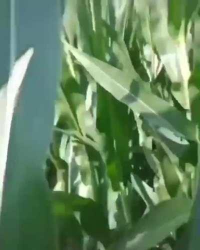 Oh my god ... it's KORN-