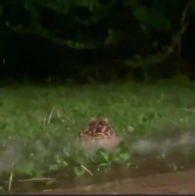 Just vibin in da rain