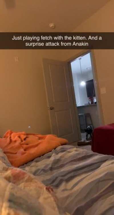 My older cat didn’t like the attention I was giving to the kitten.