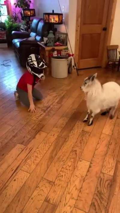 HMB while I headbutt this billy goat