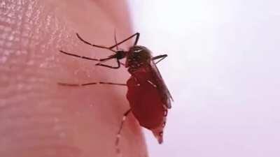 F*ucking Greedy Mosquitos Dies