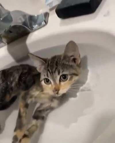Kitty loves the water