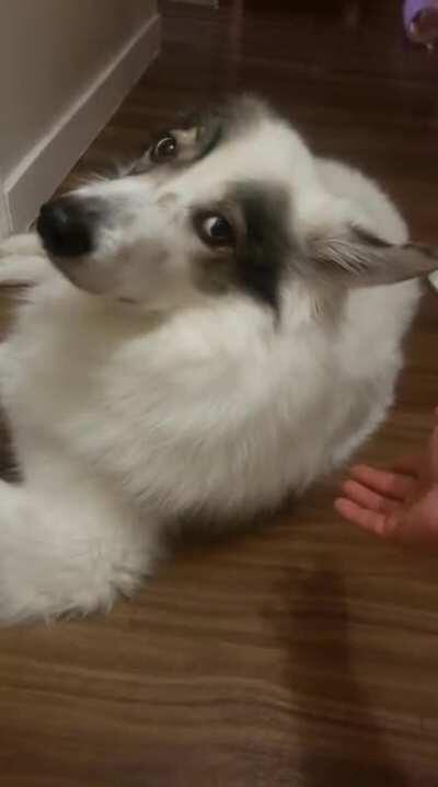 He gets frustrated when I don't pet him fast enough