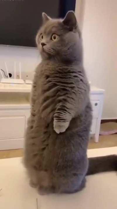 Cat.