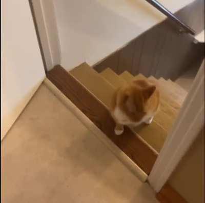 Orange Tripod Succeeds at Stairs 🍊