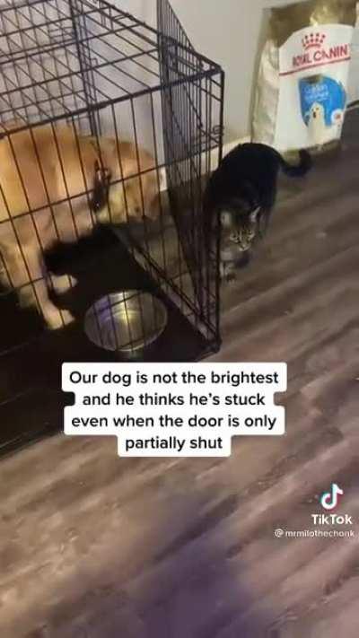 This cat that traps a dog in his crate