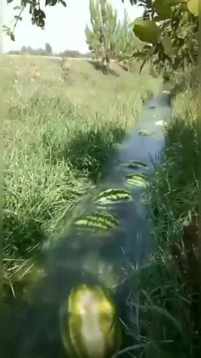 Excellent movement of watermelons to the collection point