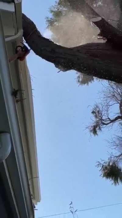 What could go wrong not knowing what you’re doing when trying to cut off a branch