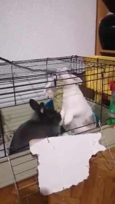 My bunnies sharing a snack