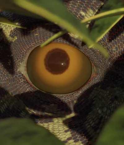 Trying to recreate a dinosaur eye as realistic as possible.