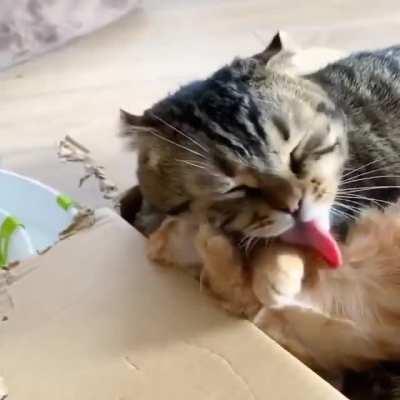 Victim's futile defense against assassin