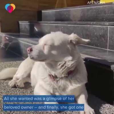 The dog waited for its owner every day in front of the hospital until owner recovered