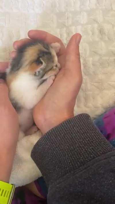 Illegally smol and just so sleepy