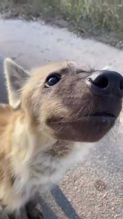 What are you naming this little dude? 