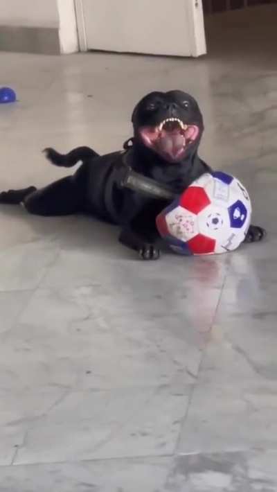 If The Riddler Was A Dog?????