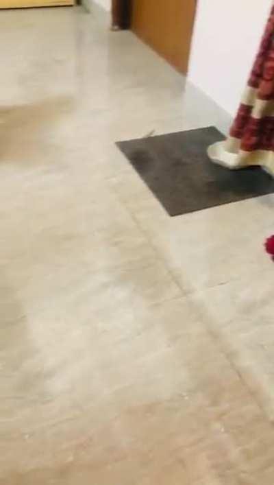 My high maintenance cats probably shat themselves