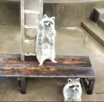 Respectful raccoon asking for food by raising hands from afar