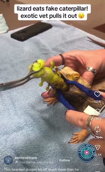 Technically plucking 🐛