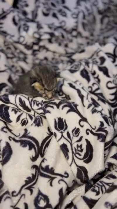 Video Evidence of Foster Baby’s Vocals & Jailbreak! Still Undecided on Name.