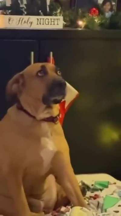 The look on his face is precious