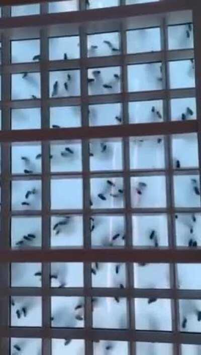 What Dancing Looks Like From Underneath A Glass Floor