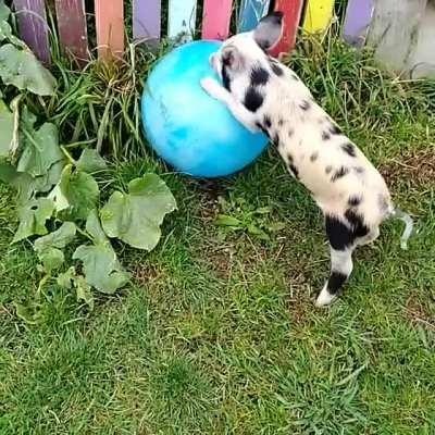Piggy playing with their ball