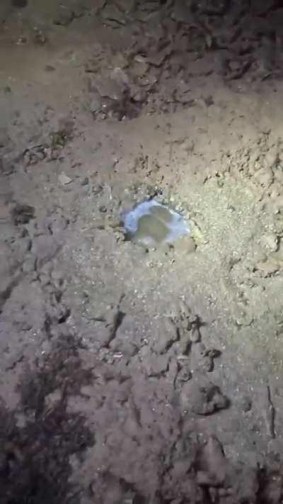 Almost stepping on jawfish