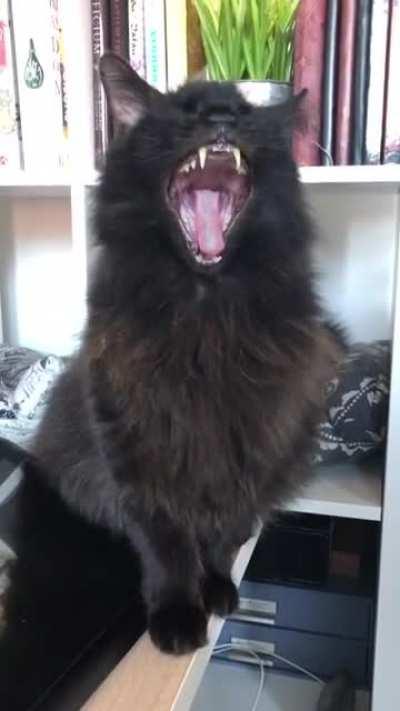 A Halloween transformation