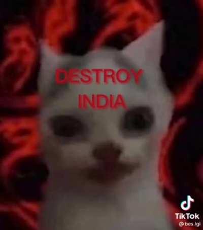 Most intelligent Pakistani