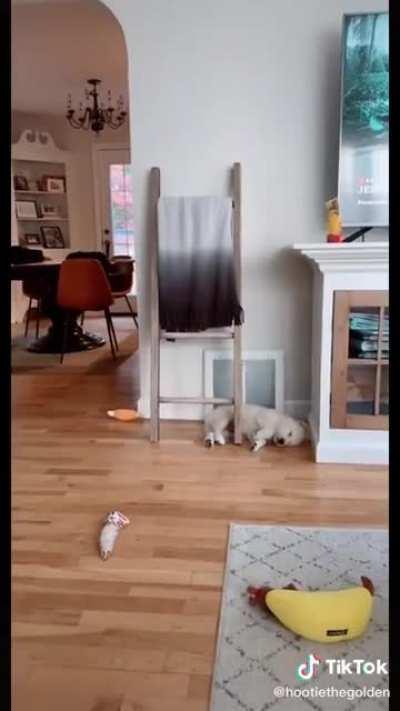 Dog just loves the AC