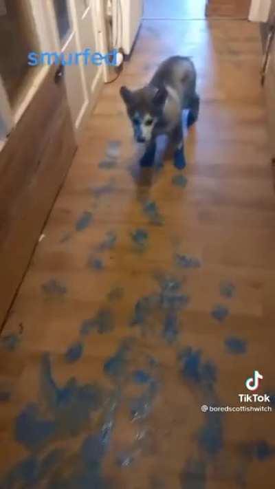 Huskies do some remodeling