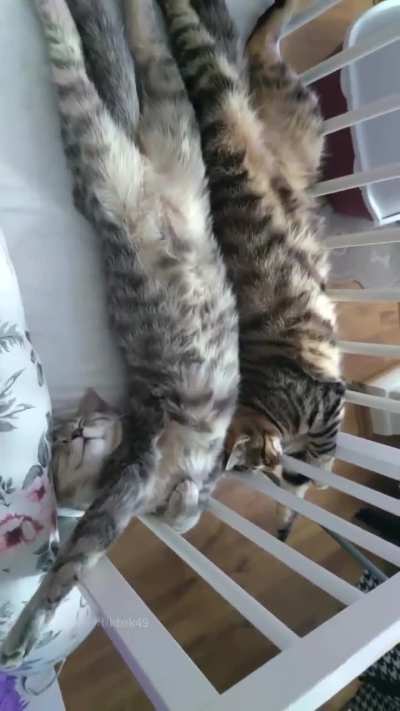 Cat being too comfortable 🤣🤣