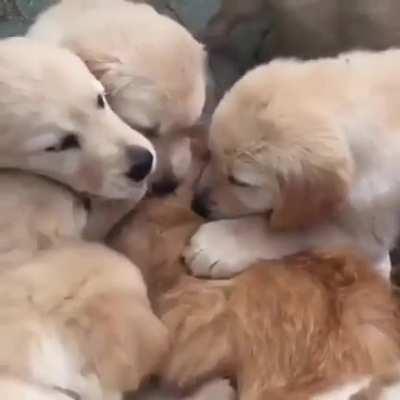 Poor cat is assaulted by gang bangers