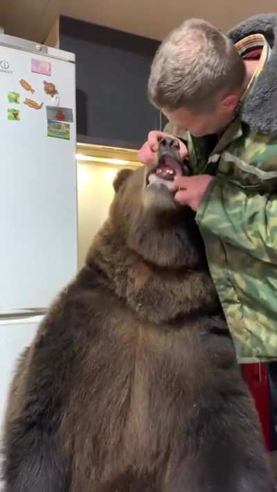 brushing a bears teeth