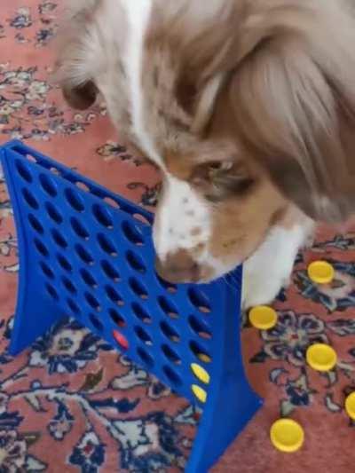 Dogs reaction playing connect 4