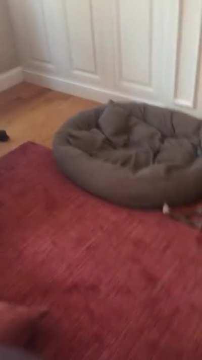 Just a glimpse of giving Hunter the Search dog his monthly Tick medicine. This month helped by his brother.