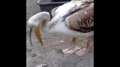 [Haiku] Pelican