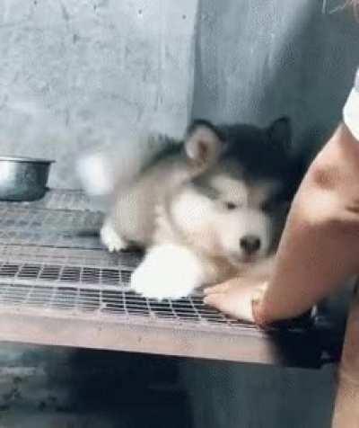 Husky pup gets into an intense competition of whose hand goes on top