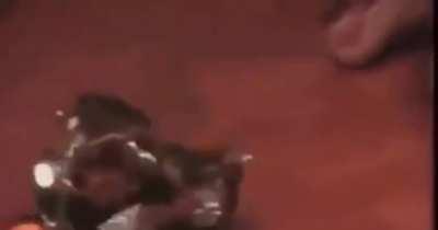 Guys it’s Crazy Frog!