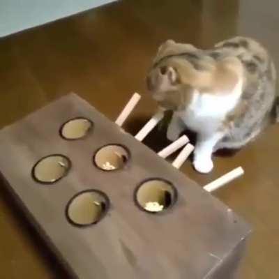 Toy or an elaborate catprank?