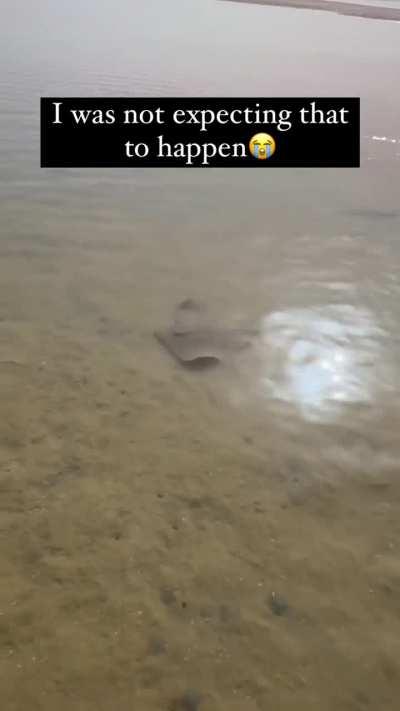 Fuck you cameraman, stingray