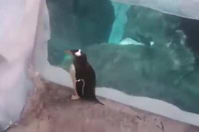 Pinguimzinho tentando fugir