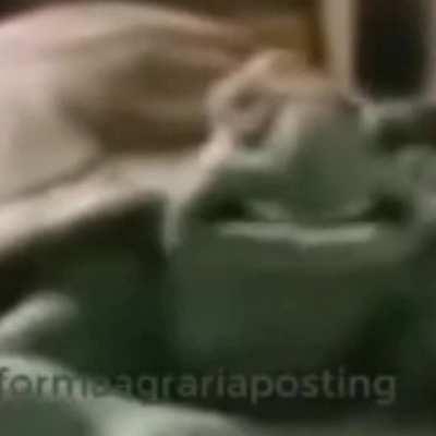 Quien le dio droga a la llama? 😡