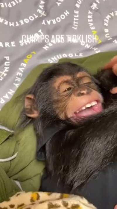 Baby Chimp is Ticklish