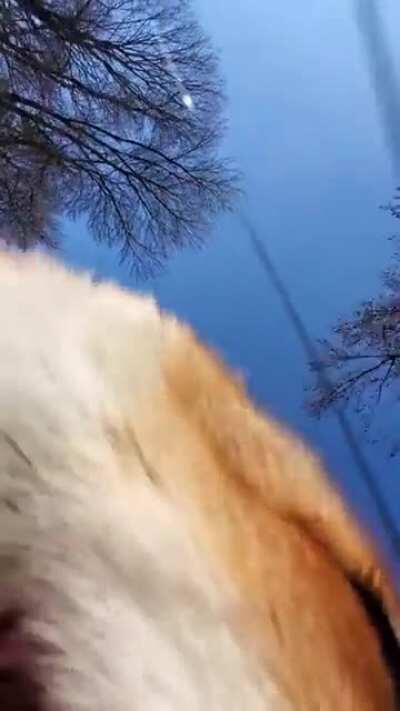 Red foxes have a wide vocal range, and produce different sounds spanning five octaves, which grade into each other. Recent analyses identify 12 different sounds produced by adults and 8 by kits.