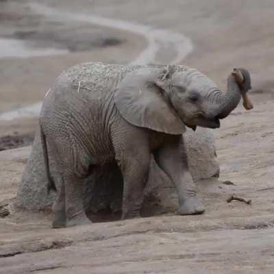 🔥 Baby elephant showing off its balancing skills 🔥