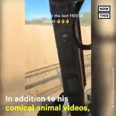 Farm animals being jerks